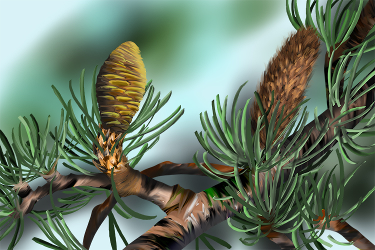 A graphic that shows how a conifer makes male and female cones to reproduce